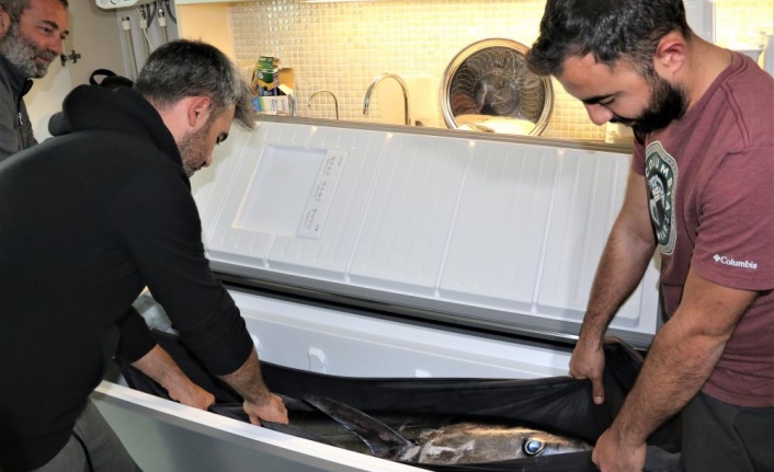 Oltayla tutulan dev orkinosu kamyonetle taşıyıp, evin buzdolabına güçlükle sığdırdılar