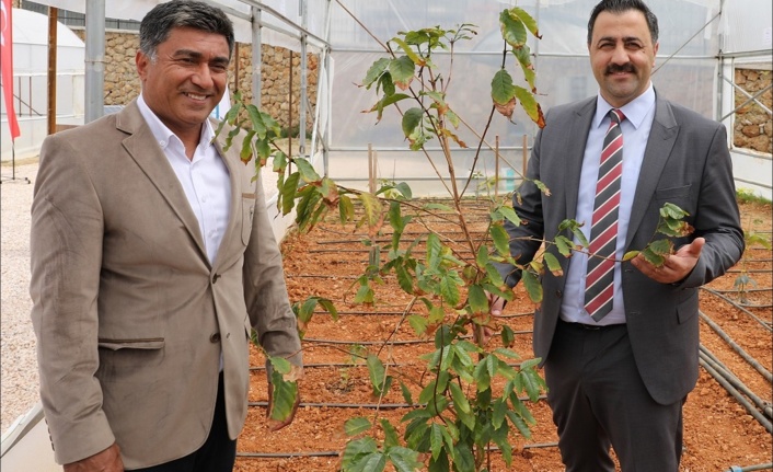 Rektör Kalan: 'Kahve Yemen'den değil Alanya'dan gelecek'