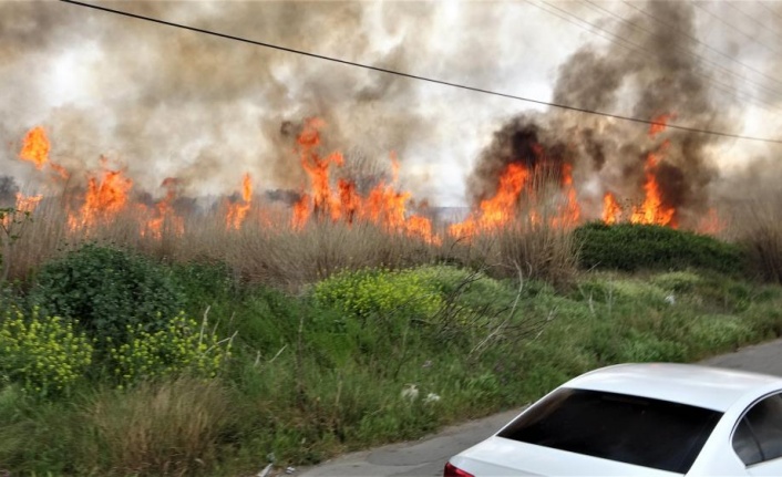 Sazlık alan yandı, vatandaş yanan kirpi için seferber oldu