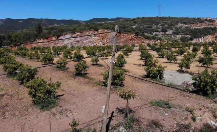 Tanesi 10 TL olan avokado için on binlerce liralık güvenlik önlemleri alınıyor