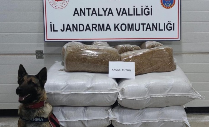 Yolcu otobüsünde 252 kilogram kaçak tütün ele geçirildi