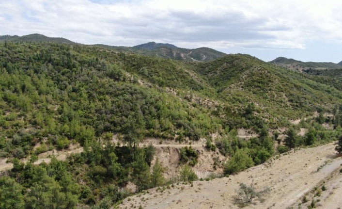 14 yıl önce orman yangınında küle dönen alanlar yeniden yeşile büründü