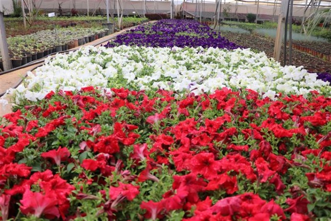Alanya Belediyesi 600 bin çiçeği kentin farklı noktalarıyla buluşturuyor