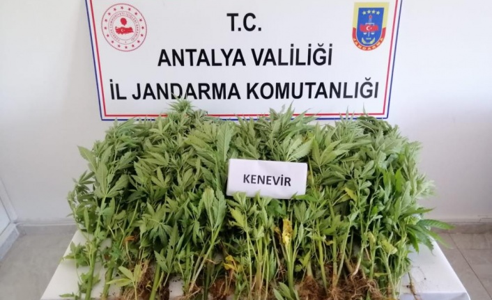 Gazipaşa'da jandarmadan zeytin bahçesine kenevir operasyonu