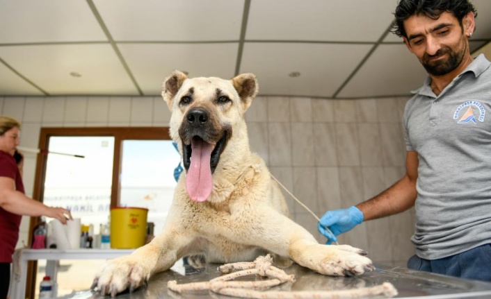 Kamyonetin arkasında sürüklenen köpek tedavi altına alındı