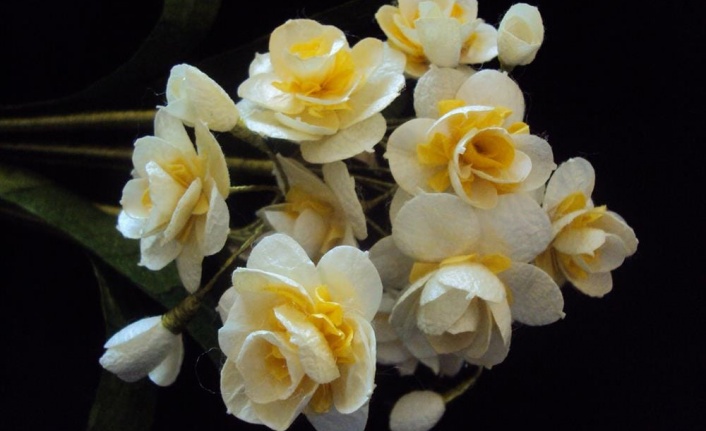 Yaşayan miras ipek kozası Başkan Yücel'in projeleriyle yeniden değer kazandı