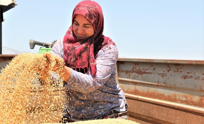 Buğday hasadı başladı