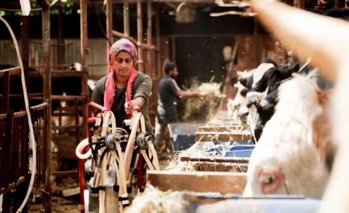 Evde canı sıkılan kadın hayvancılık işine girip 15 yılda servet sahibi oldu