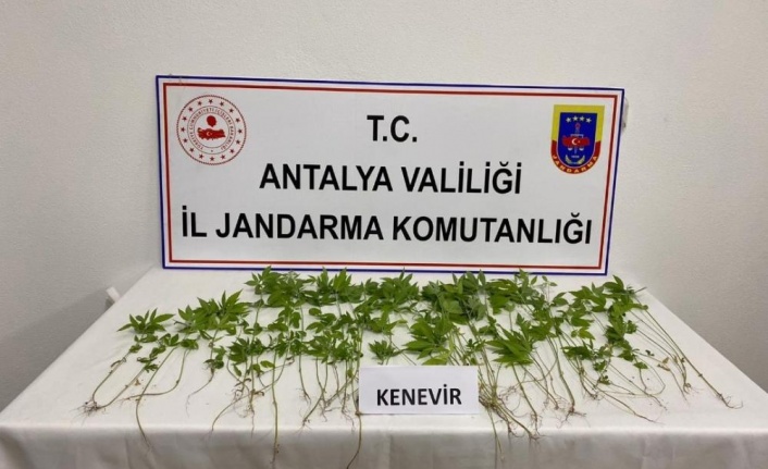 Gazipaşa'da iş yerinin yatakhanesinde kenevir yetiştiren şüpheli yakalandı