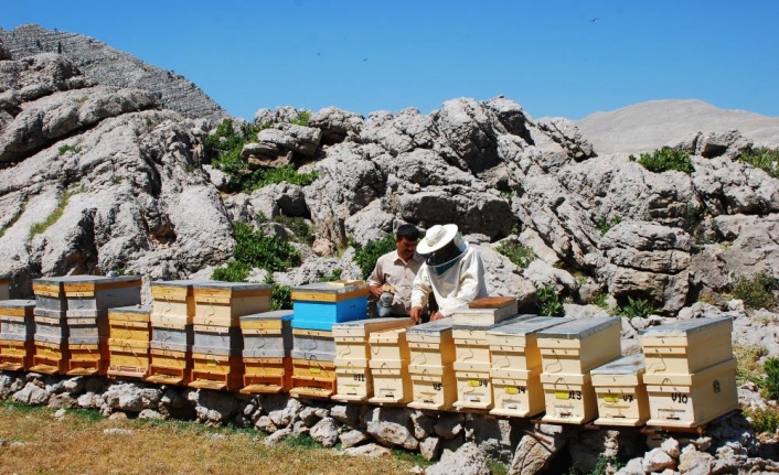 Kovanlar Ağustos ayındaki hasat için 2 bin rakımlı yaylalarda yerini aldı