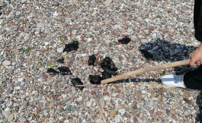 Manavgat'ta ölü deniz tavşanları sahile vurdu