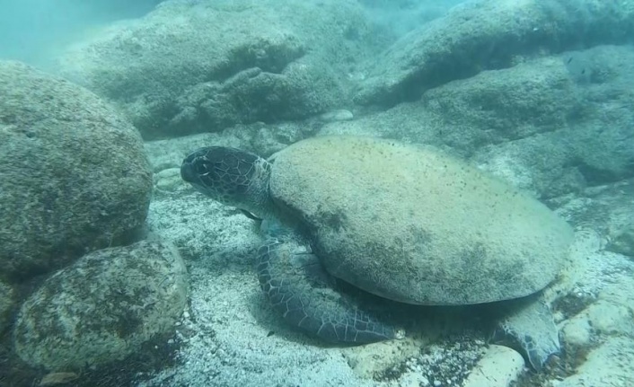 Ünlü profesörden ısıran caretta carettaler için 'Elle beslemeyin' uyarısı
