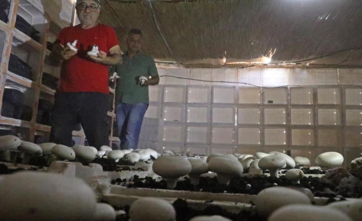 Yaz ayları fırın gibi olan cam serada, soğutucu klima olmadan kültür mantarı yetiştirdiler