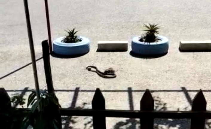 Alanya'da farenin yavrusunu kapan yılanla mücadelesi
