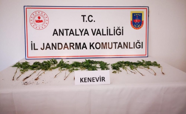 Gazipaşa'da bahçesinde kenevir ekimi yapan şüpheli yakalandı