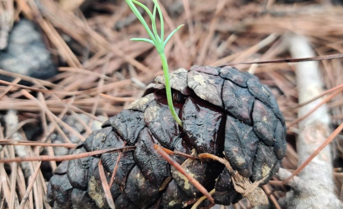 Manavgat 4-5 yıl içinde yeşil görünümüne kavuşacak