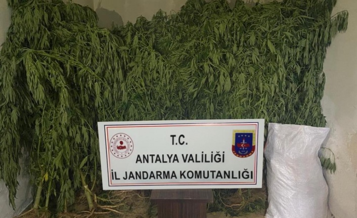 Serada kenevir üretimi yapan 2 şüpheli tutuklandı