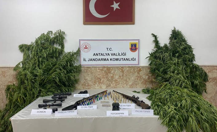 Yasadışı kenevir ekimi yapan şahıslar yakalandı
