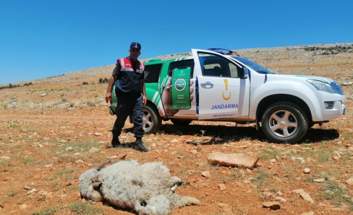 Yol kenarına hayvan leşi atan şahsa yaptırım uygulandı