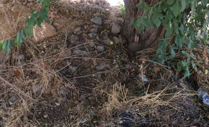 10 günlük bebeği ağaç altında adeta ölüme terk etmişler