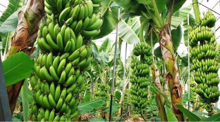 Alanya muzu ülke gündeminde 