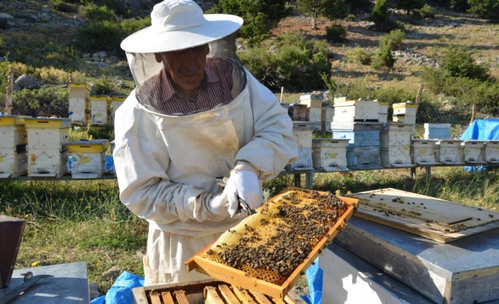 Antalya’da balda son 23 yılın en yüksek rekolte beklentisi