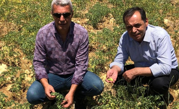 Belediye Cimbiti Nohutu hasadı için gün sayıyor