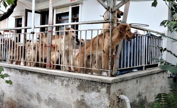 İhbar üzerine adrese gelen hayvanseverleri şok eden görüntü
