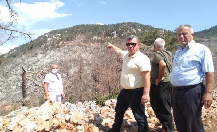 Karadağ'ın orman talanı isyanı