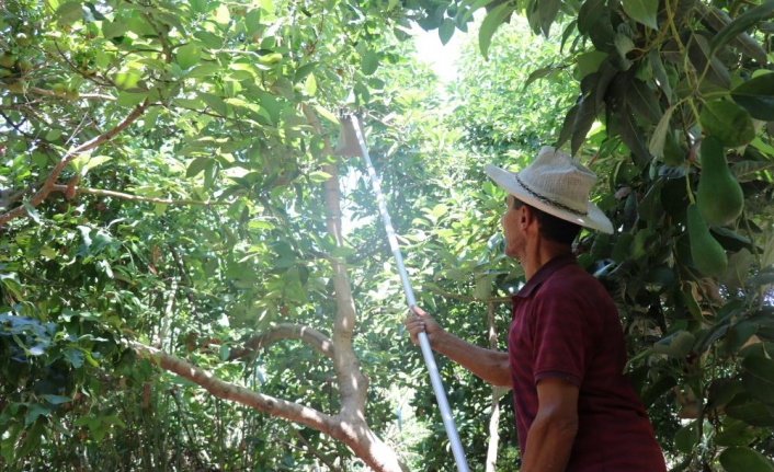 Türkiye’nin yüzde 70 avokado üretimi yapılan Alanya’da hasat heyecanı