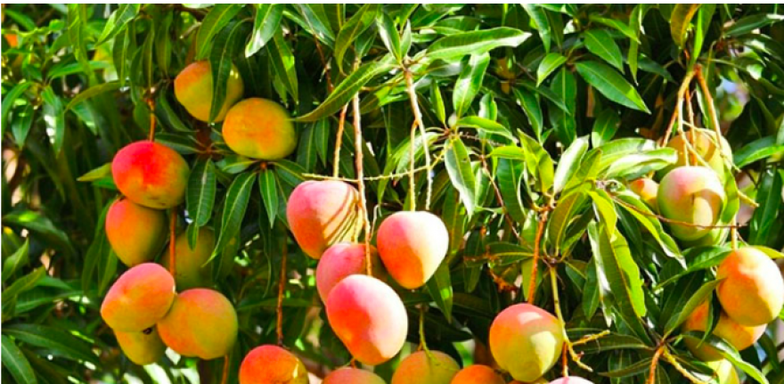 Ziraat Odası'ndan önemli hamle