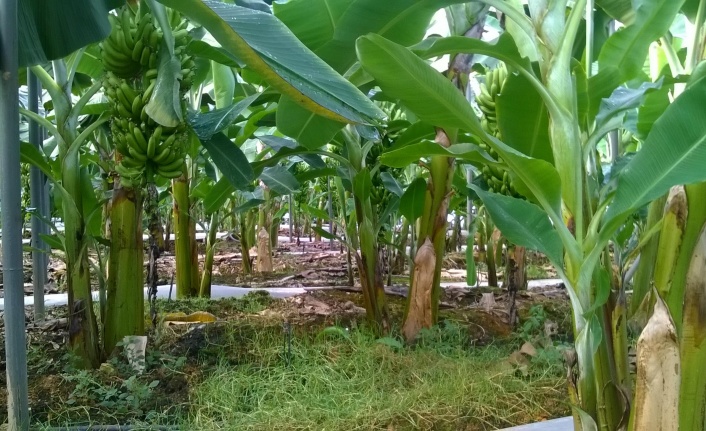 Alanya’da muz serasından 40 bin TL’lik elektrik kablosu çalındı