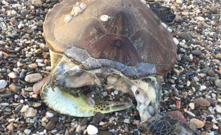 Alanya’da yine caretta caretta ölüsü bulundu