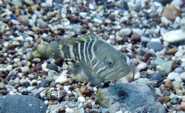 Av yasağı etkisini gösterdi, Antalya Körfezi’nde her taşın altından ‘Lagos’ balığının yavrusu çıkıyor
