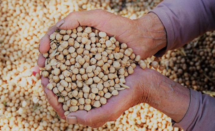 Gazipaşa’da nohut hasadı başladı