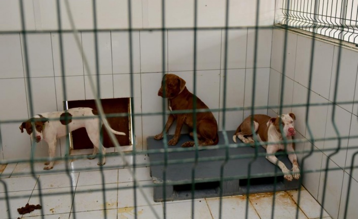 Kedi Evi’ne giren 3 pitbull cinsi köpek 12 kediyi telef etti