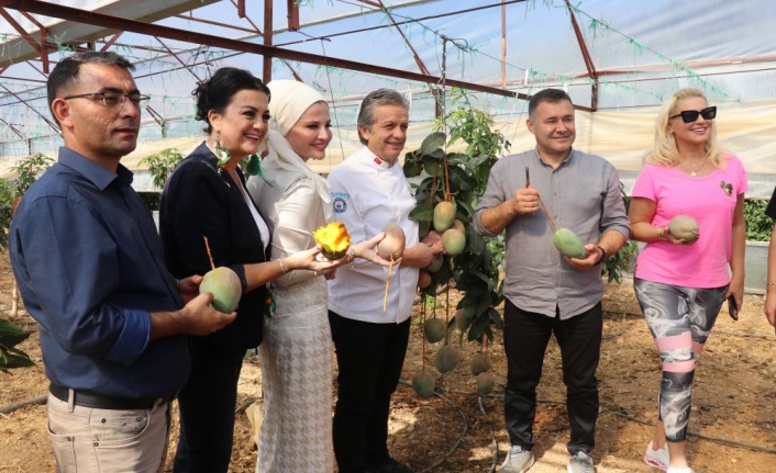 Alanya'da tropikal hasat şöleni