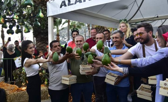 Alanya'nın En Güzel Avokado Bahçesi ve en ağır avokadosu belli oldu