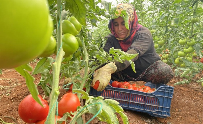 Antalya’da sezonun ilk domates hasadı yapıldı
