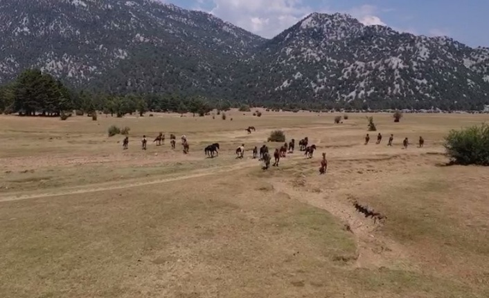 Antalya’nın 'vahşi güzelliği' yılkı atları turistlerin ilgi odağı oldu