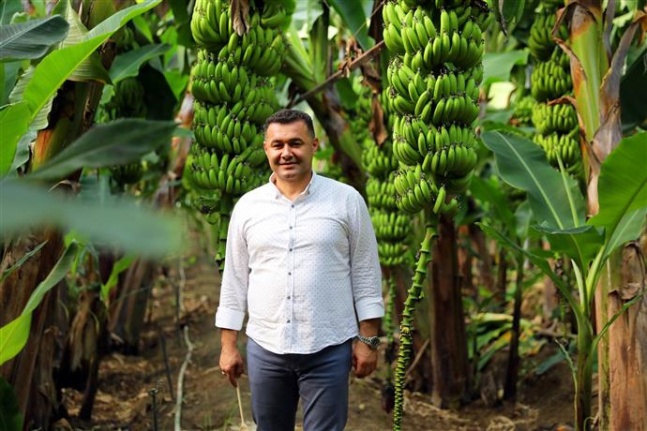 Avokado temalı Tropikal Meyve Festivali yarın başlıyor