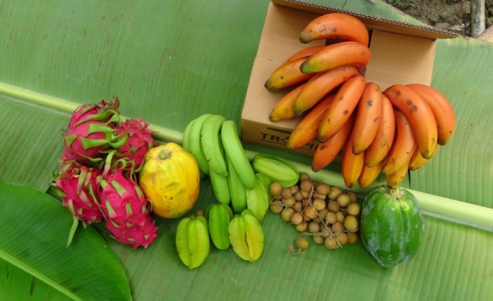Tropik bölgelerde bile ender olarak yetiştirilen kırmızı muzun Manavgat'ta ilk hasadı yapıldı