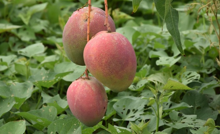 Bir ağacından 190 bin TL gelir sağlanan mango üreticinin yeni gözdesi