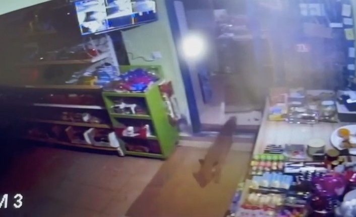 Gazipaşa'da karnı acıkan tilki markete girip tavuk aradı