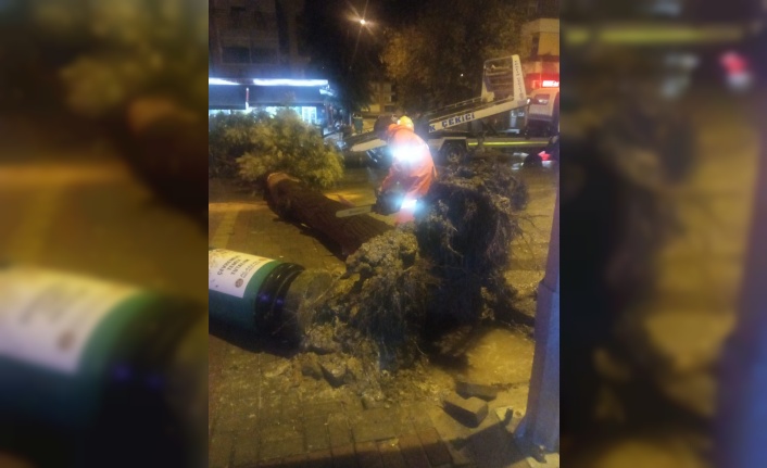 Alanya’da yağış ve rüzgarın etkisiyle sökülen ağaç yola devrildi