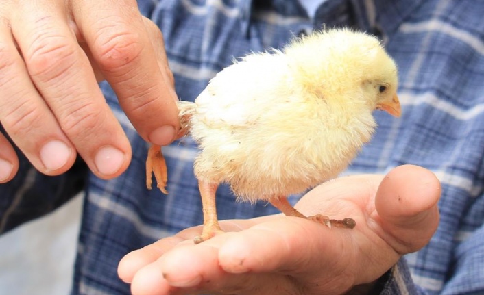 Bu da 3 ayaklı civciv: 10 katı fiyat teklifi geldi