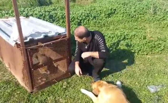Emekli polisin kapanla yakaladığı tilki doğaya salındı