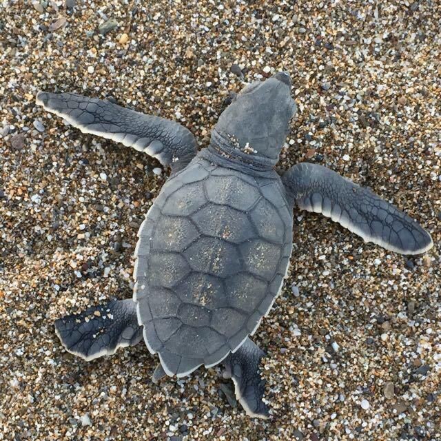Gazipaşa’da caretta caretta yavruları yumurtadan çıkıp denizle buluştu