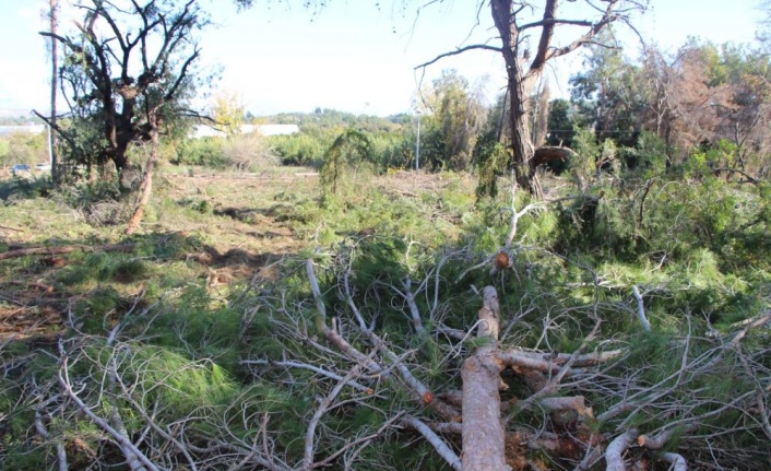 Yeni mezar yeri açmak için ağaçları kesip, eski mezarları tahrip ettiler