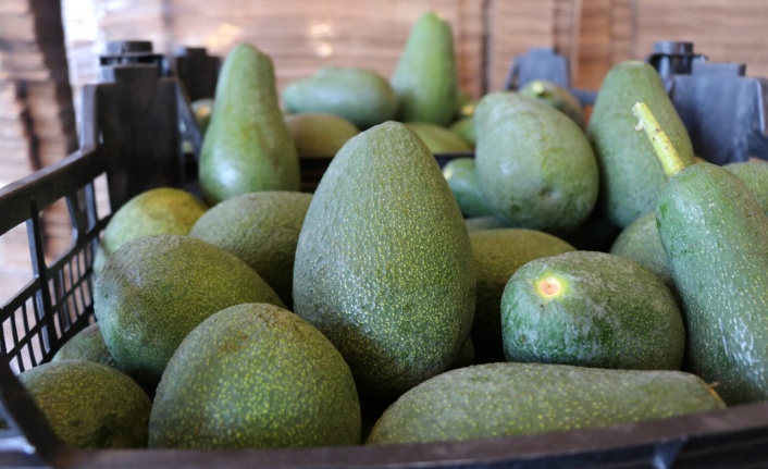 Alanya 2023’de avokadoda 90 milyon üretim 30 milyon ihracat hedefliyor